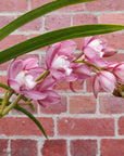 Orchid - Cascading Cymbidium Pink - 4 flower spikes - 15cm Hanging Basket