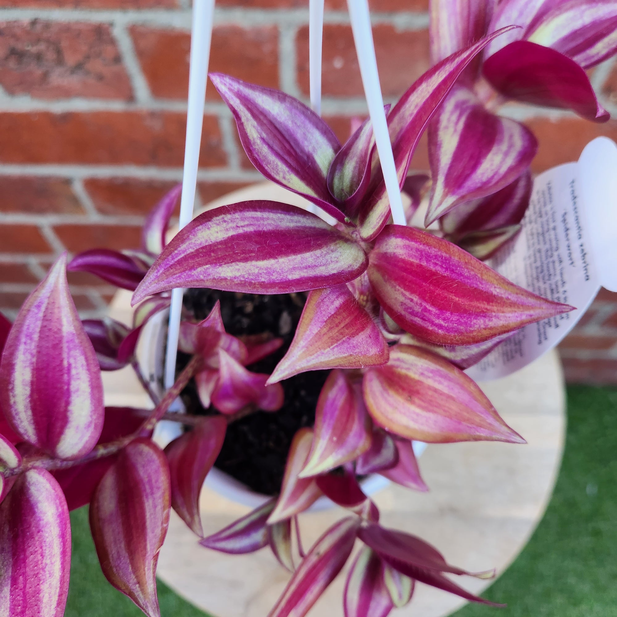 Tradescantia Zebrina Spiderwort - 13cm pot