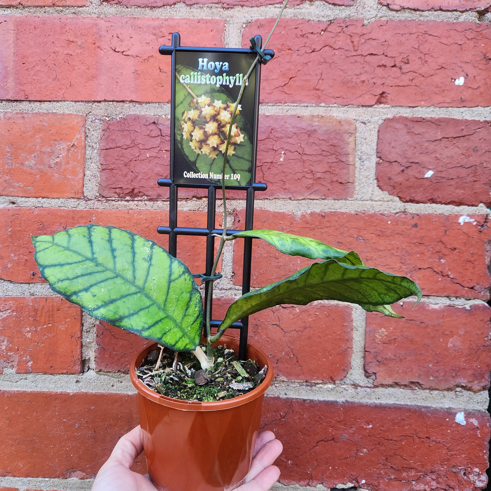Hoya - Callistophylla (no. 109) - 10cm pot