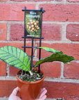 Hoya - Callistophylla (no. 109) - 10cm pot