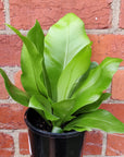 Bird nest fern (Asplenium Australisicum) - 14cm Pot