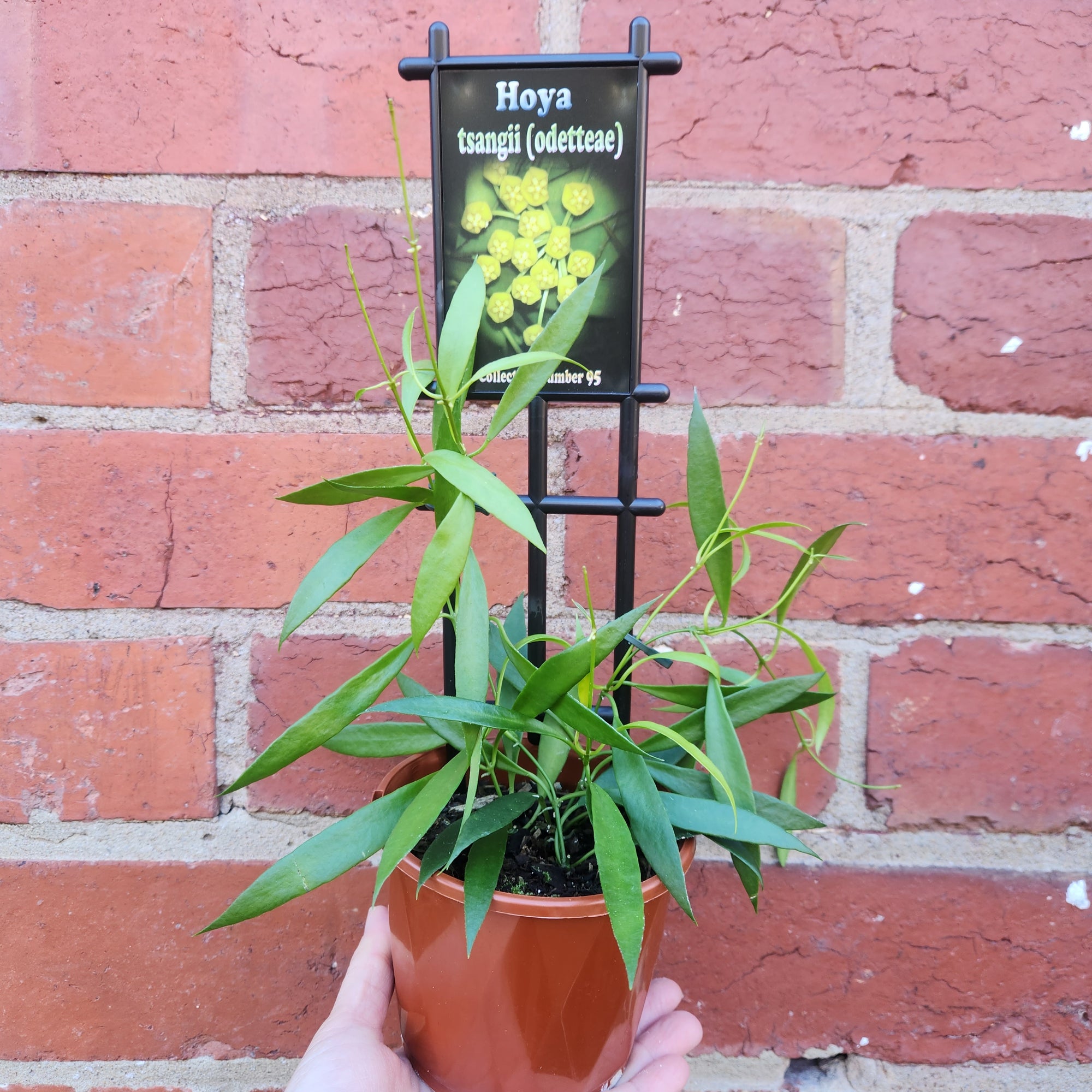 Hoya - Tsangii (Odetteae, no. 95) - 10cm Pot