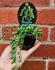 Angel Tears succulent  - 7cm pot