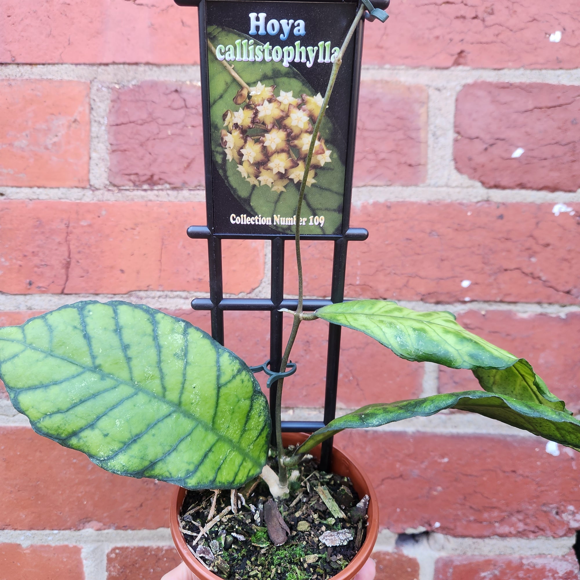 Hoya - Callistophylla (no. 109) - 10cm pot