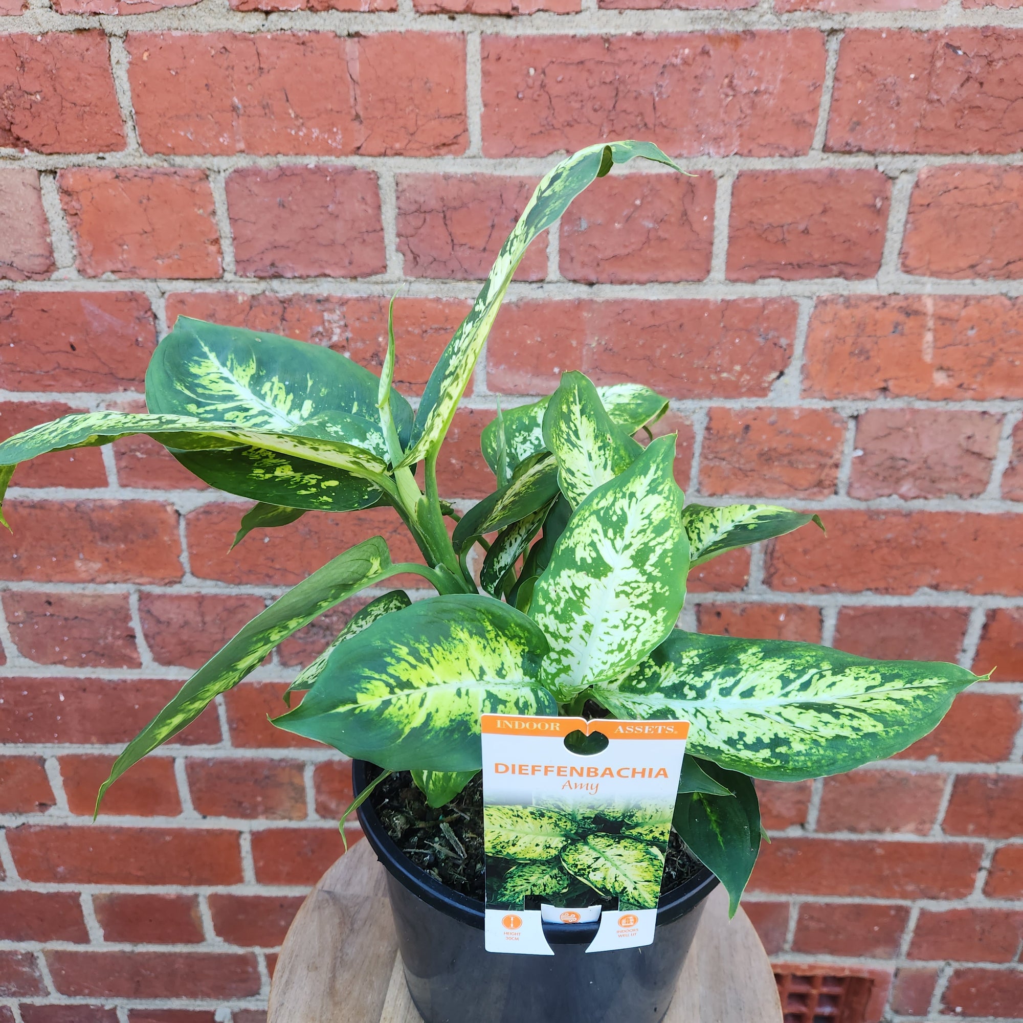 Dieffenbachia Amy - 20cm pot