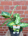 Dieffenbachia Amy - 20cm pot