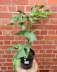 Monstera Deliciosa (Single-plant pot) - 20cm Pot