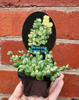 Variegated Weeping Angel- 7cm pot