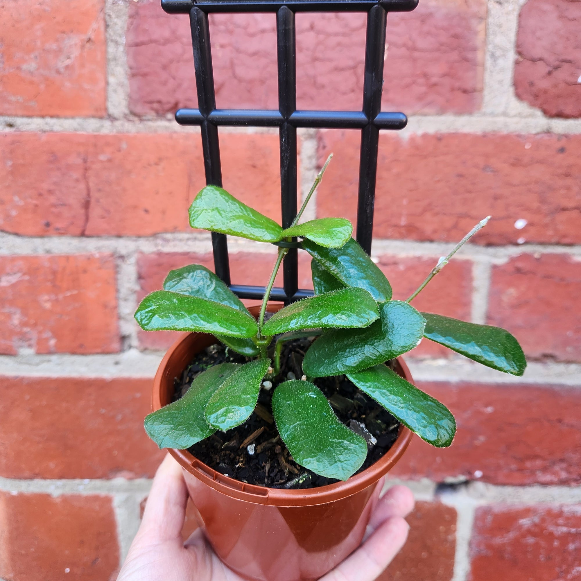 Hoya -rotundiflora (no. 147) - 10cm pot