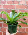 Birds Nest Fern (Asplenium Antiquum Crissie) - 13cm Pot