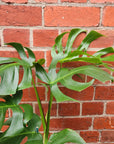 Monstera Deliciosa (Single-plant pot) - 20cm Pot