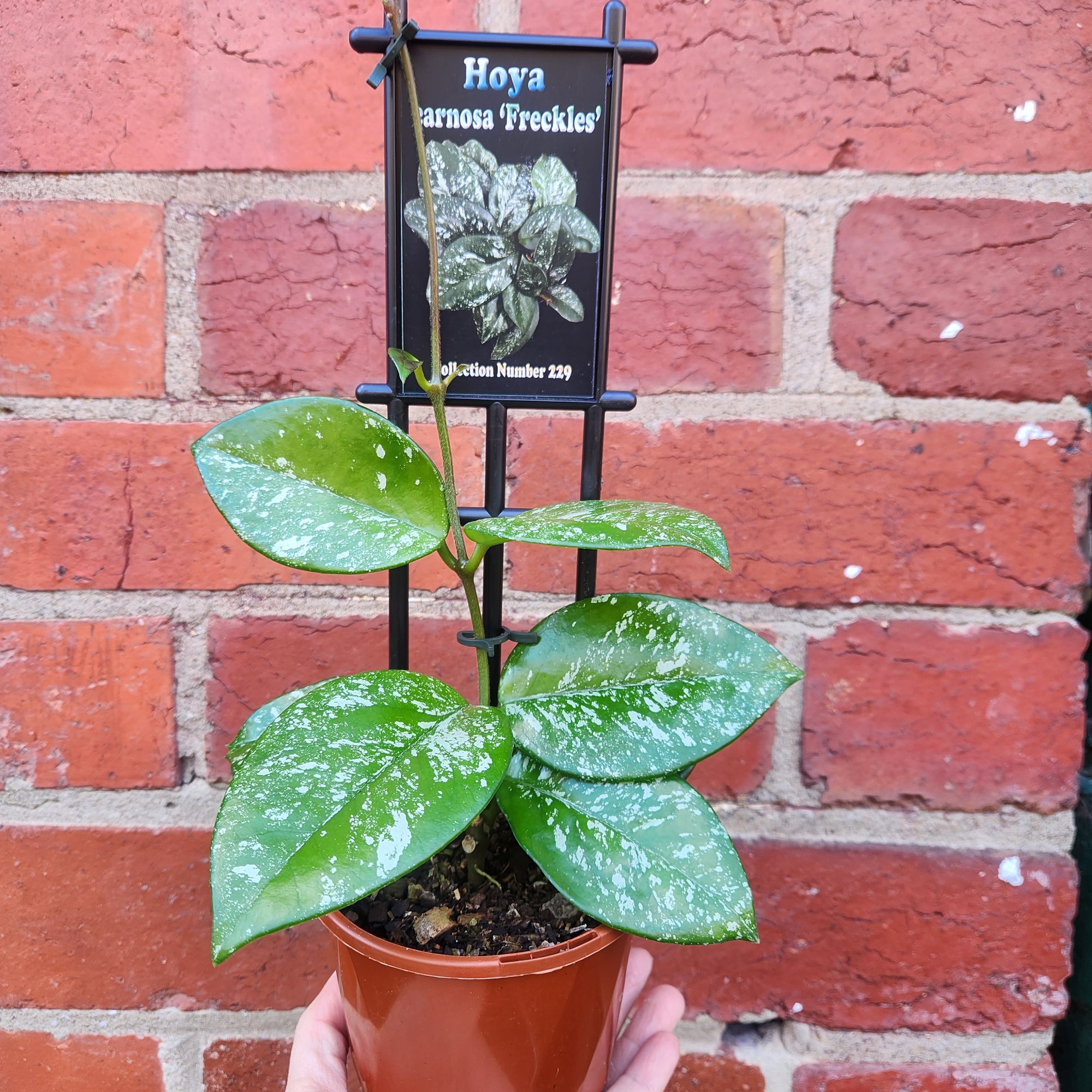 Hoya - Carnosa &#39;Freckles&#39; (no. 229) - 10cm pot