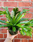 Birds Nest Fern (Asplenium Antiquum Crissie) - 13cm Pot