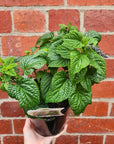 Salvia guar Black & Bloom - 14cm pot