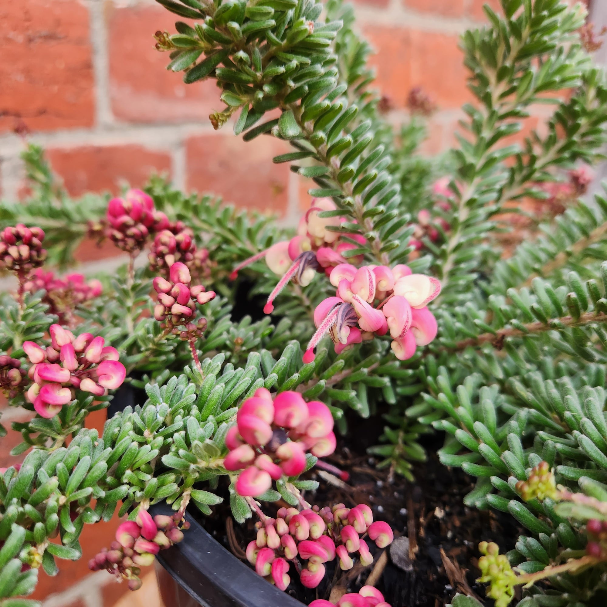 Grevillea Mt Tamboritha - 20cm pot