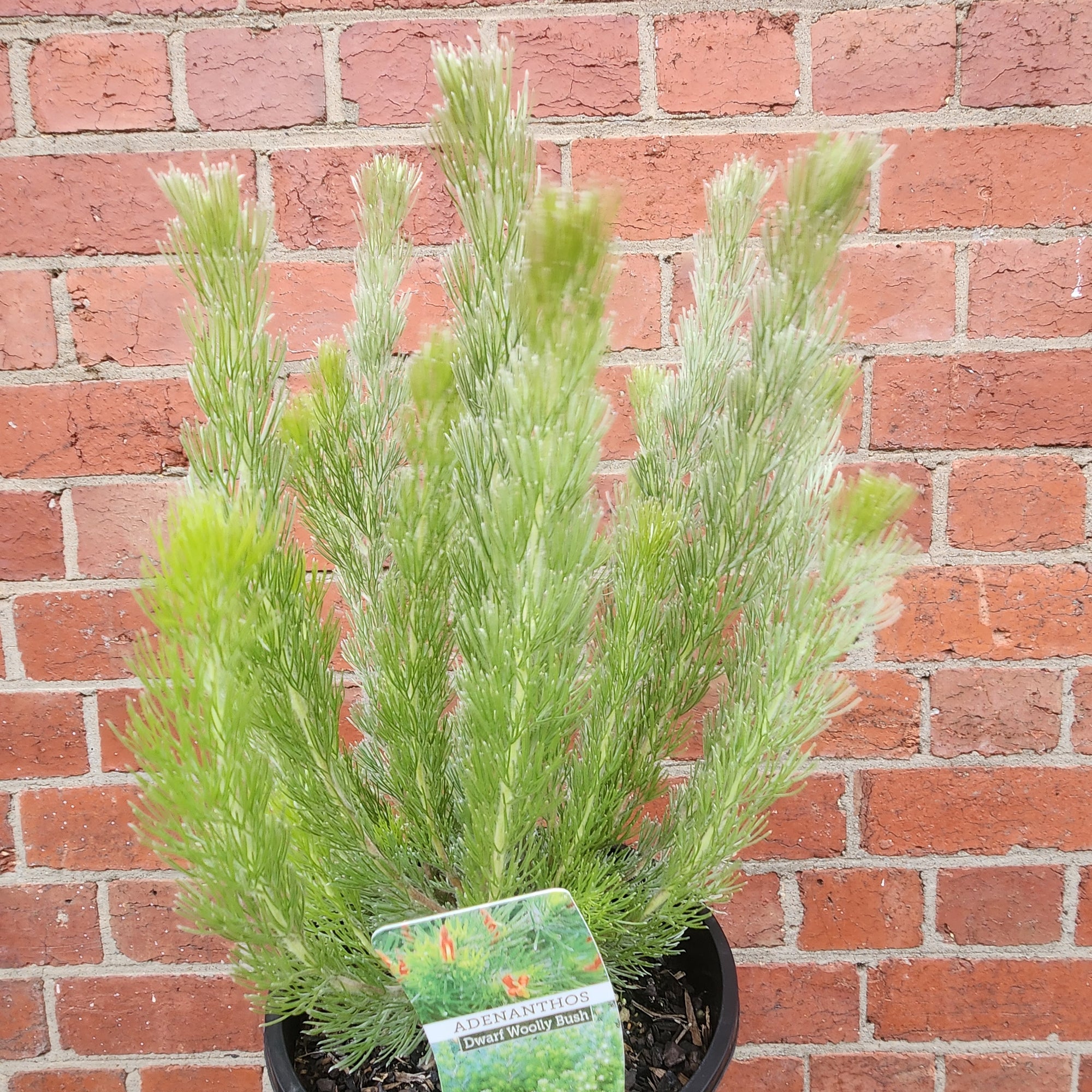 Adenanthos sericea red flowering albany bush - 20cm pot