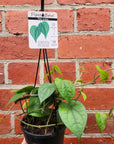 Betel Leaves Plant (Piper Crocatum Celebes Pepper) - Edible - 13cm pot