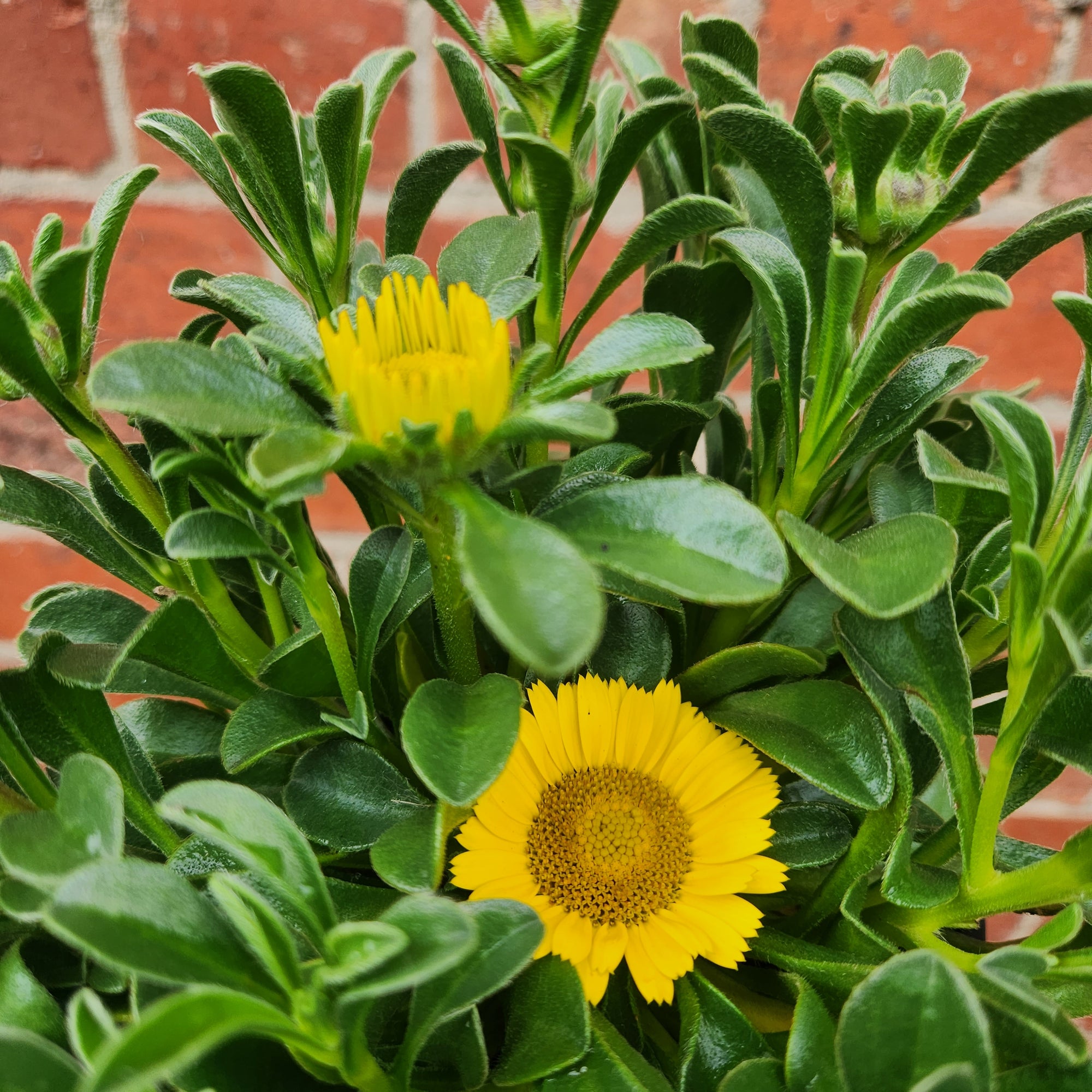 Asteriscus Maritimus Teris Yellow- 14cm pot