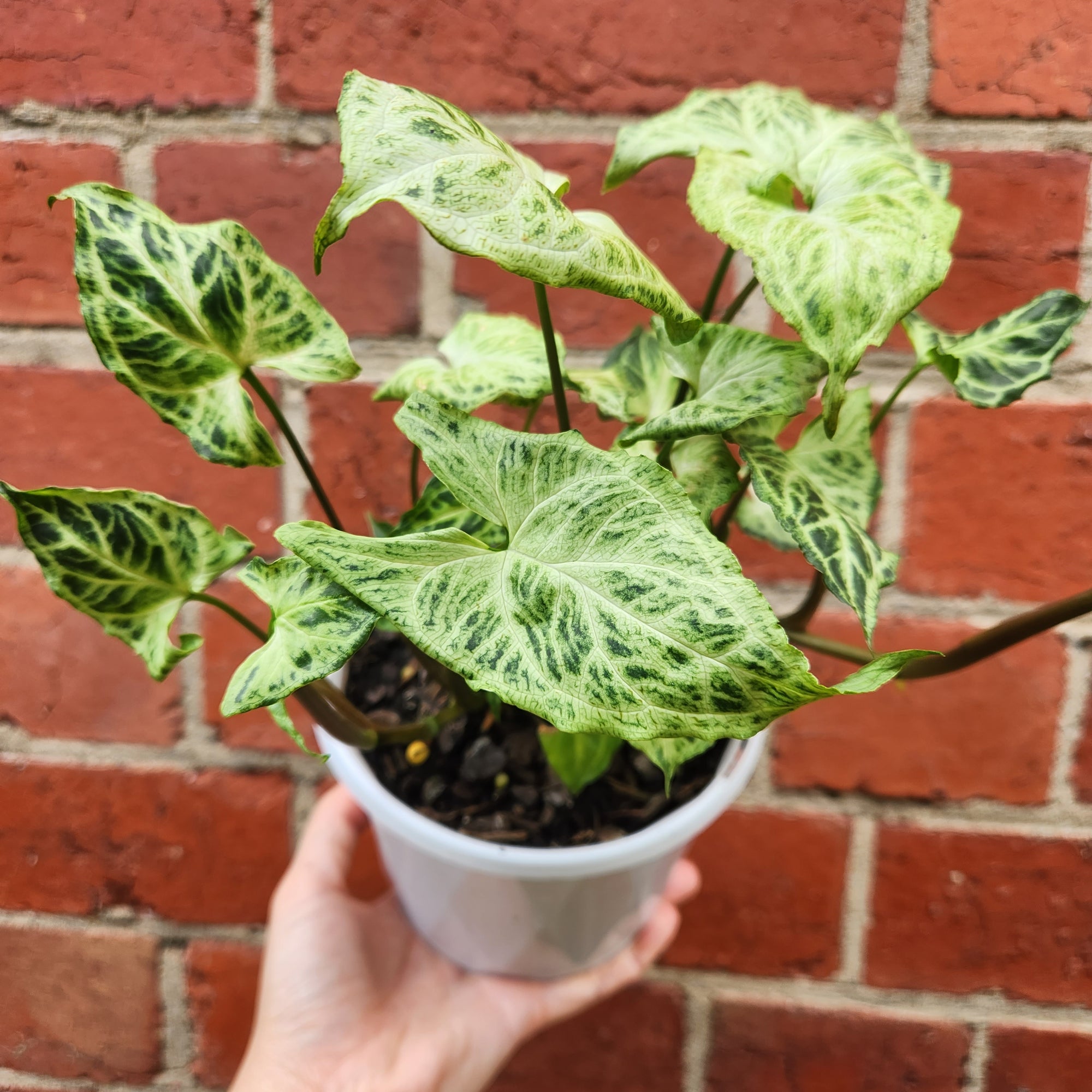Syngonium Batik - 13cm pot