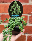 Angel Tears succulent  - 7cm pot