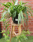 Spider Plant (Chlorophytum comosum Ocean) - 25cmHB