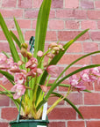 Orchid - Cascading Cymbidium Pink - 4 flower spikes - 15cm Hanging Basket