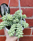 Donkey's Tail (Sedum Burrito) - 13cmHB