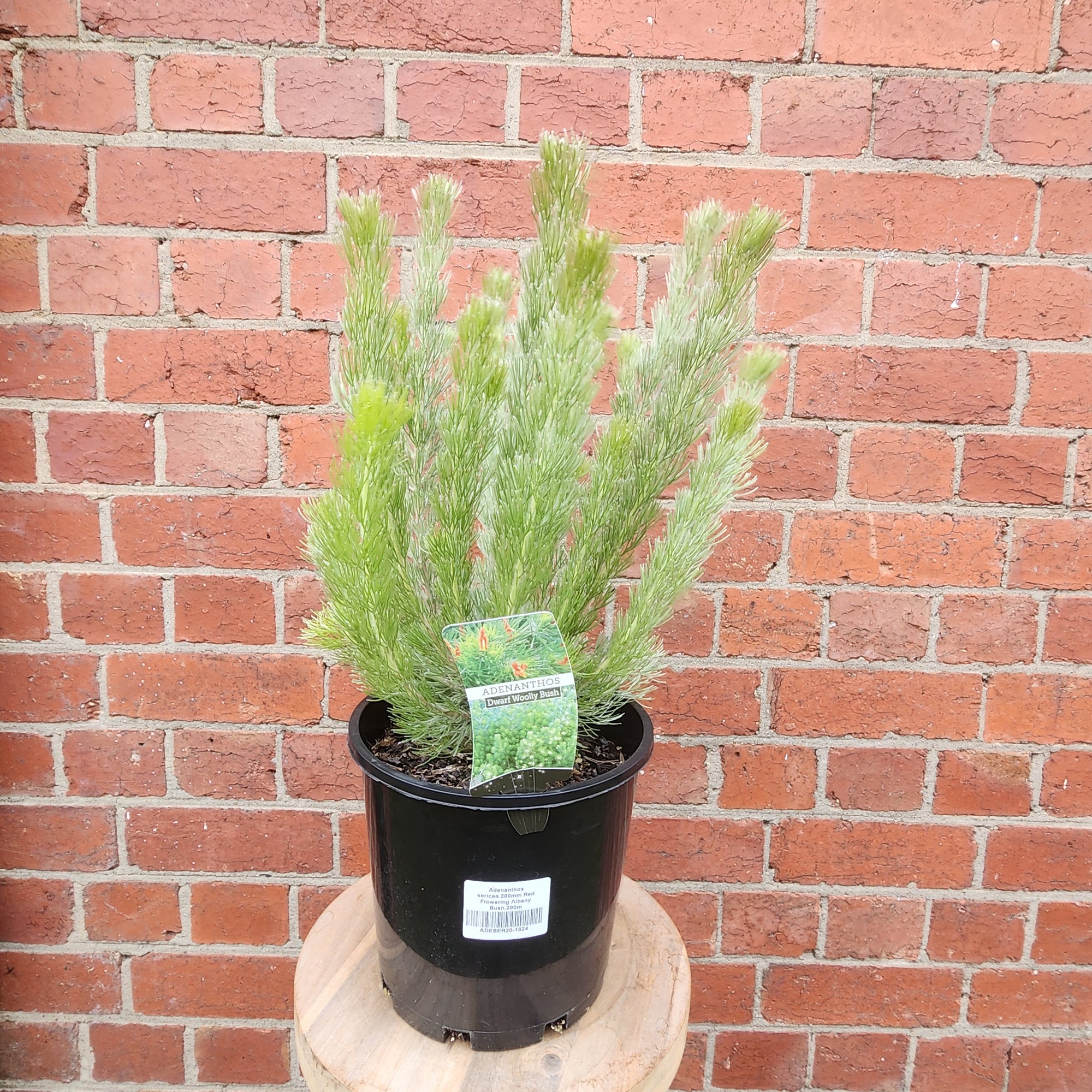 Adenanthos sericea red flowering albany bush - 20cm pot