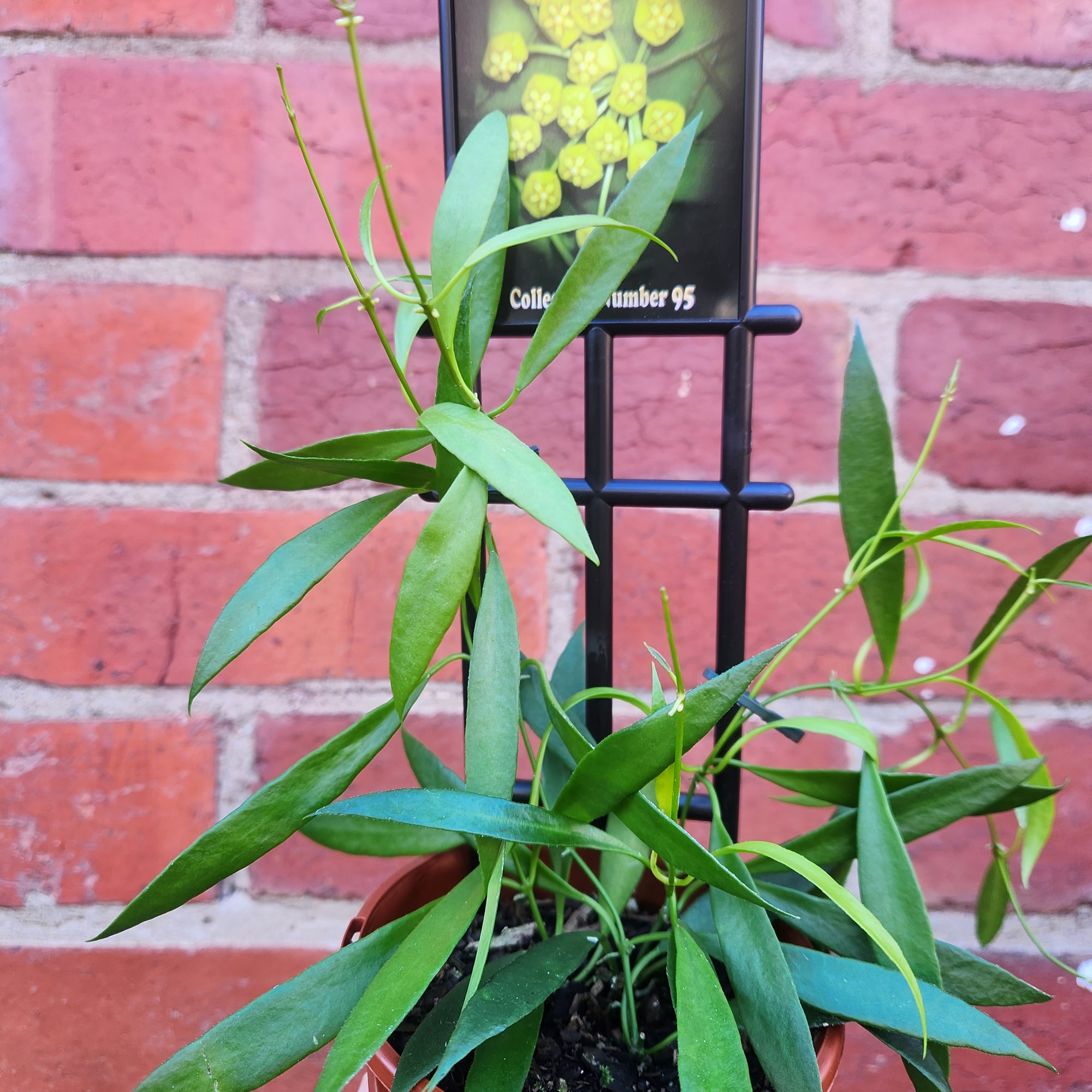 Hoya - Tsangii (Odetteae, no. 95) - 10cm Pot