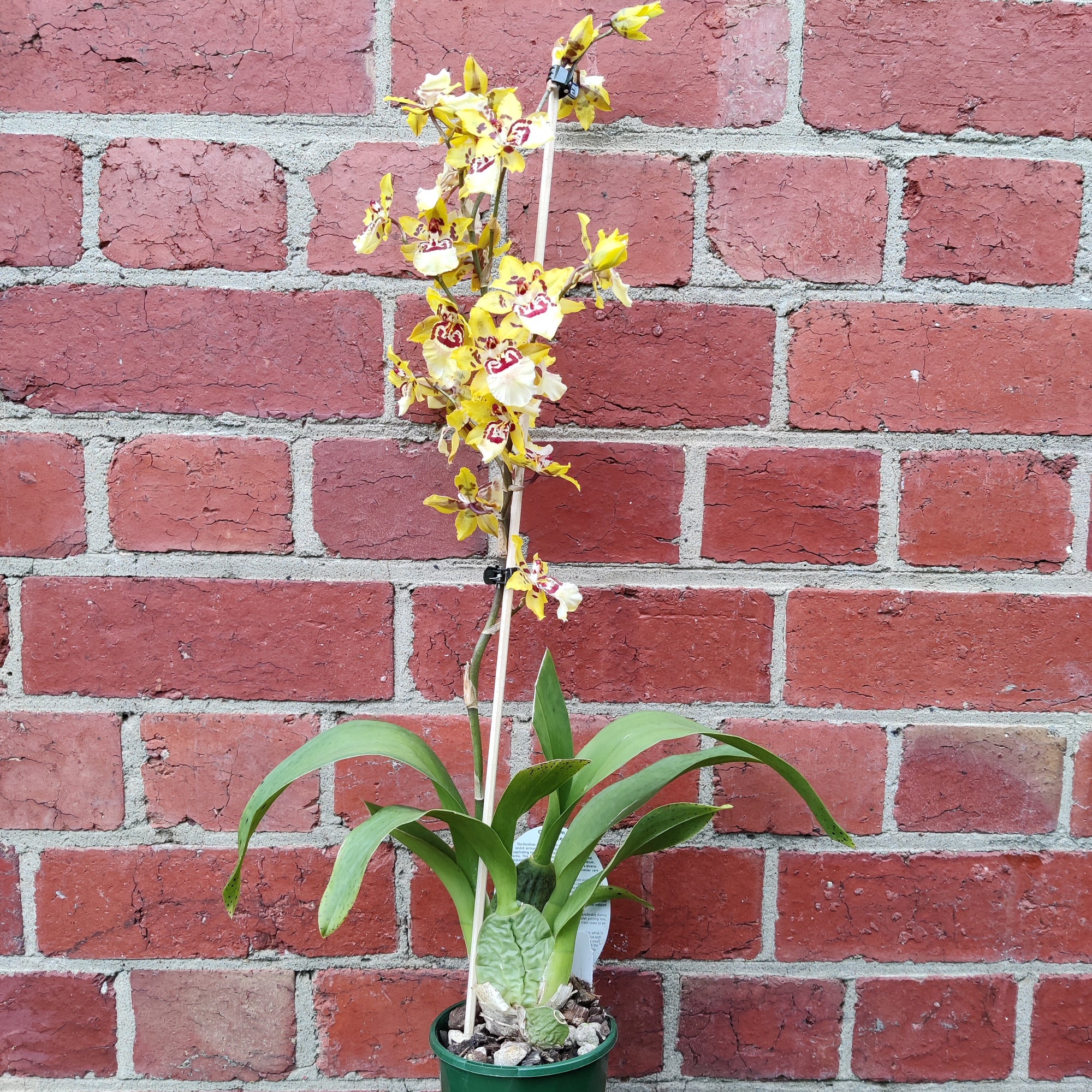 Oncidium Alliance Orchid - Cheetah &#39;Silver&#39; -  10cm pot