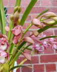 Orchid - Cascading Cymbidium Pink - 4 flower spikes - 15cm Hanging Basket