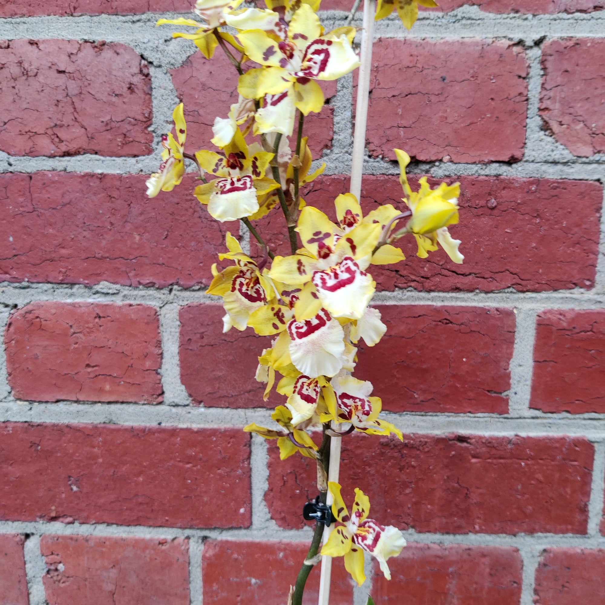 Oncidium Alliance Orchid - Cheetah &#39;Silver&#39; -  10cm pot