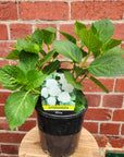 Hydrangea Macrophylla White - 18cm pot