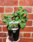Salvia guar Black & Bloom - 14cm pot