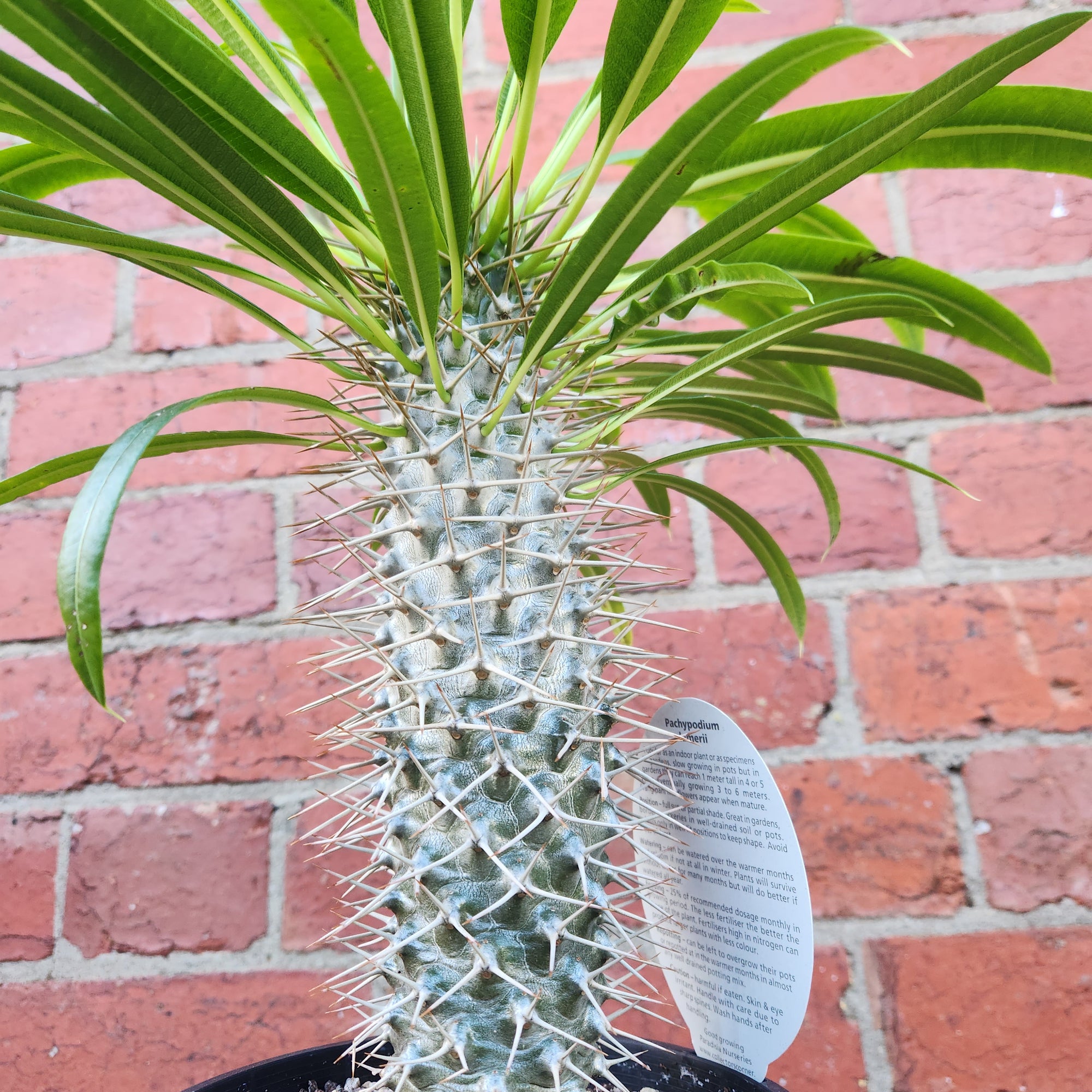 Pachypodium advanced - 15cm pot