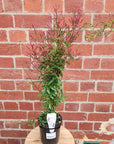 Star Jasmine - 14cm pot
