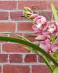 Orchid - Cascading Cymbidium Pink - 4 flower spikes - 15cm Hanging Basket