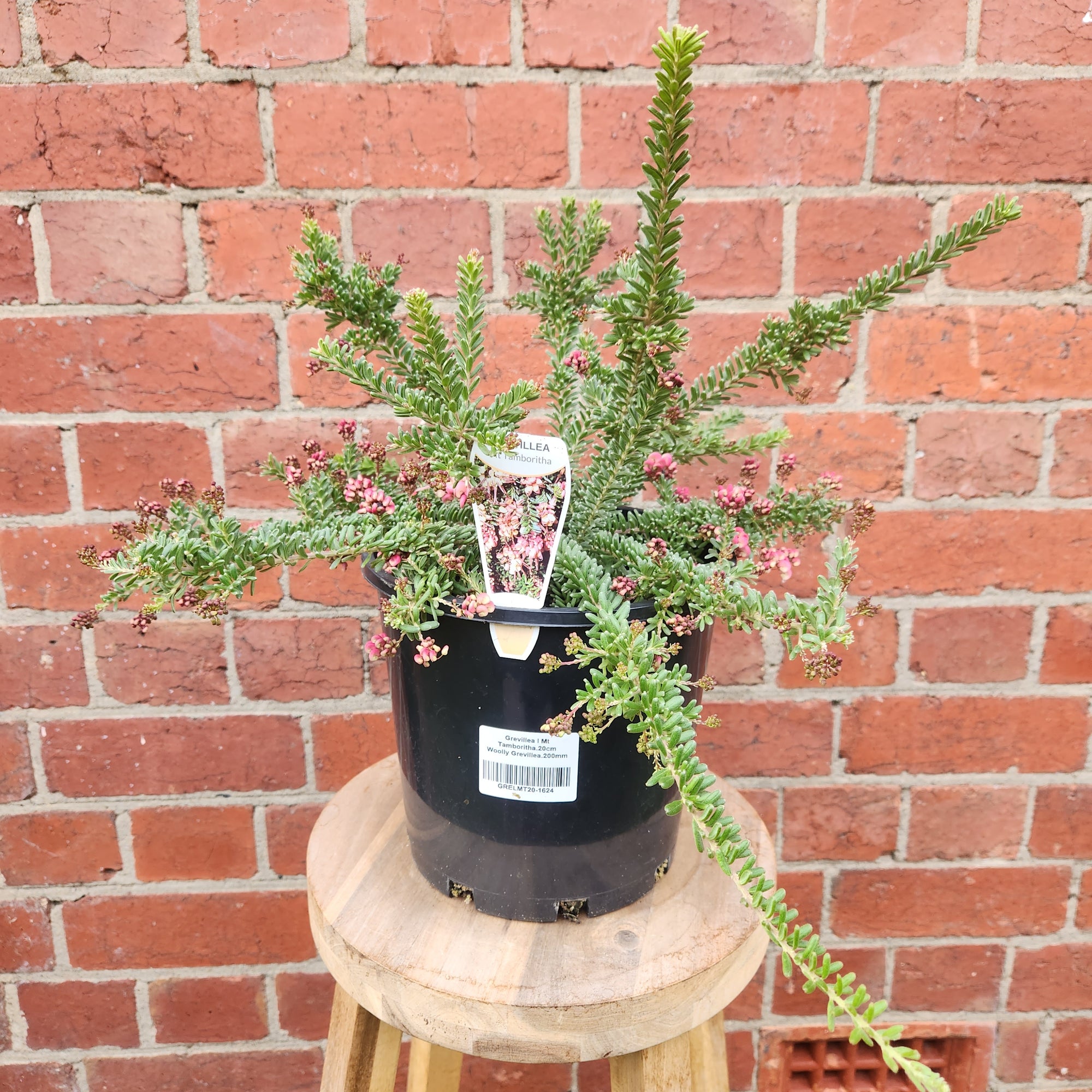 Grevillea Mt Tamboritha - 20cm pot