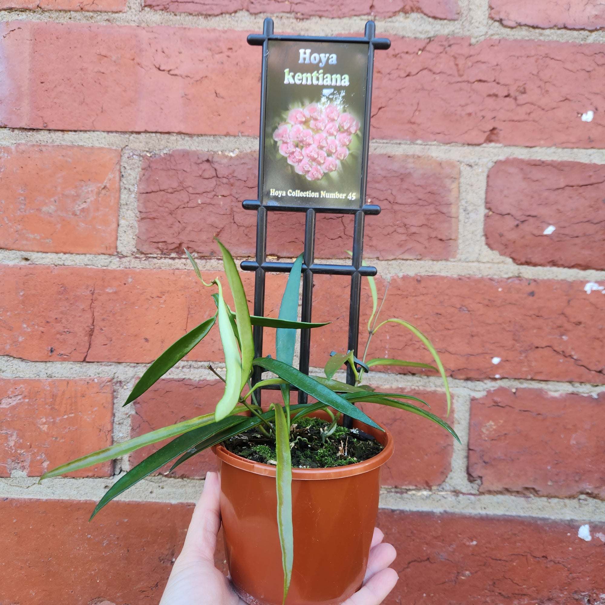 Hoya - Kentiana (no. 45) - 10cm pot