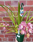 Orchid - Cascading Cymbidium Pink - 4 flower spikes - 15cm Hanging Basket