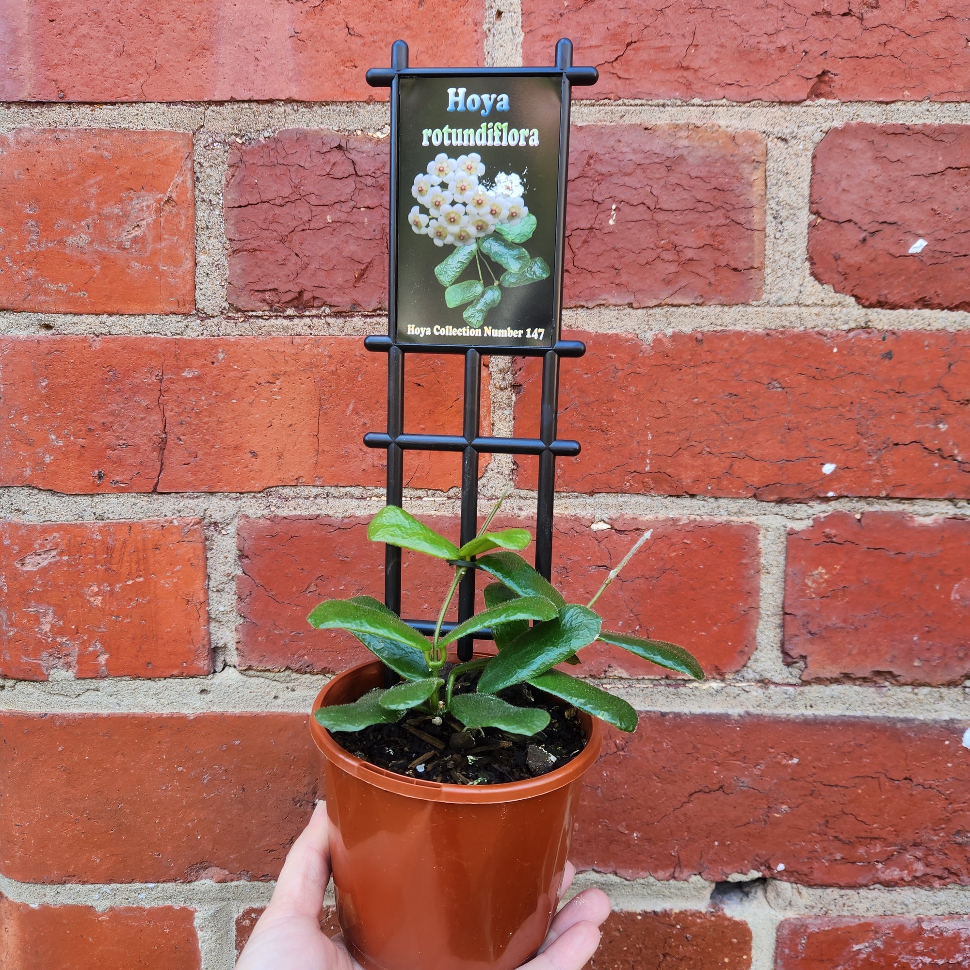 Hoya -rotundiflora (no. 147) - 10cm pot