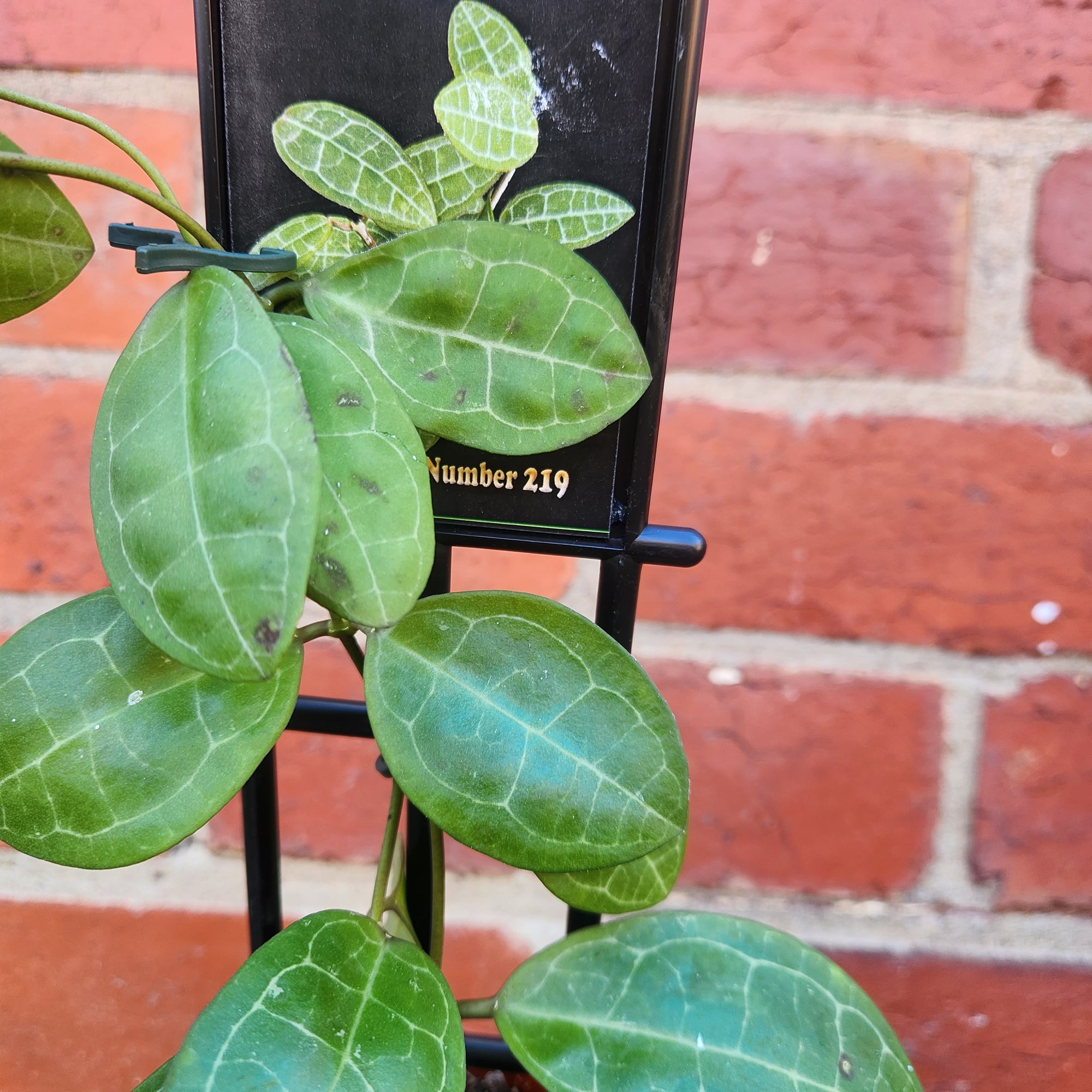Hoya -  Elliptica (no.219) - 10cm