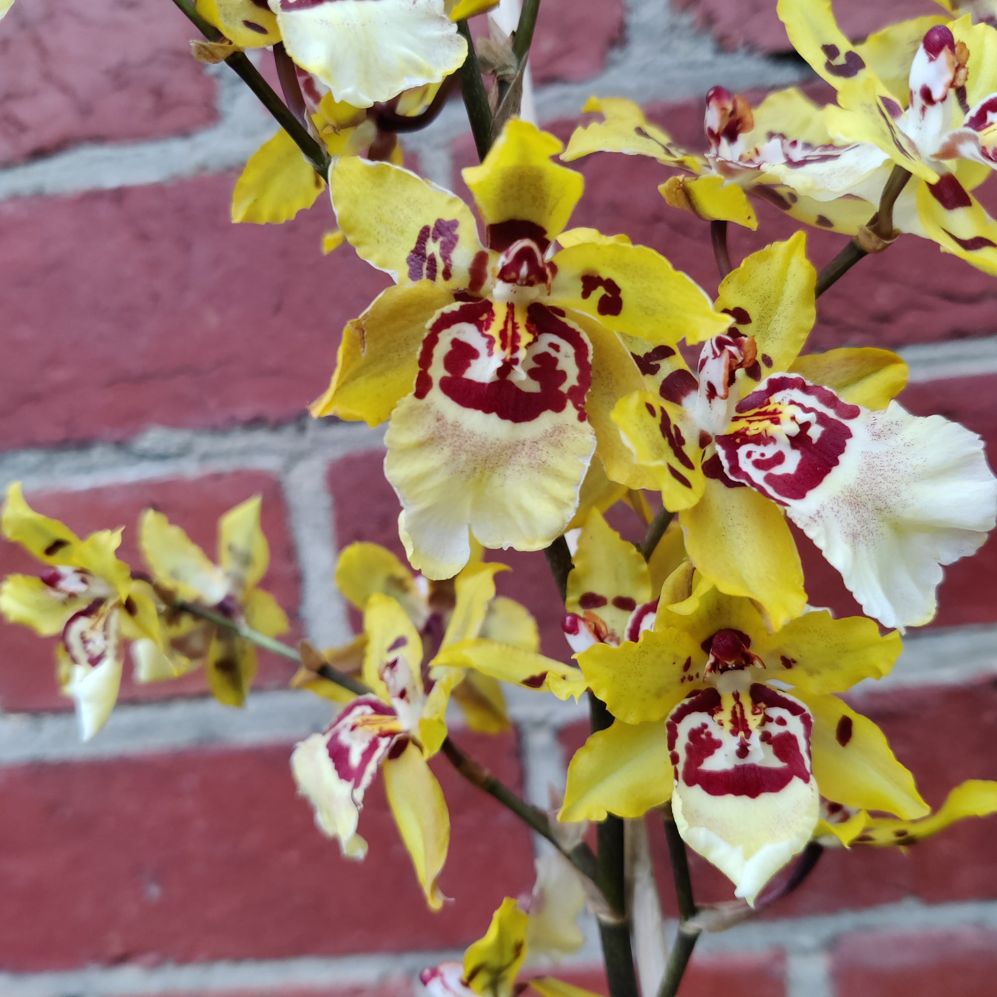 Oncidium Alliance Orchid - Cheetah &#39;Silver&#39; -  10cm pot