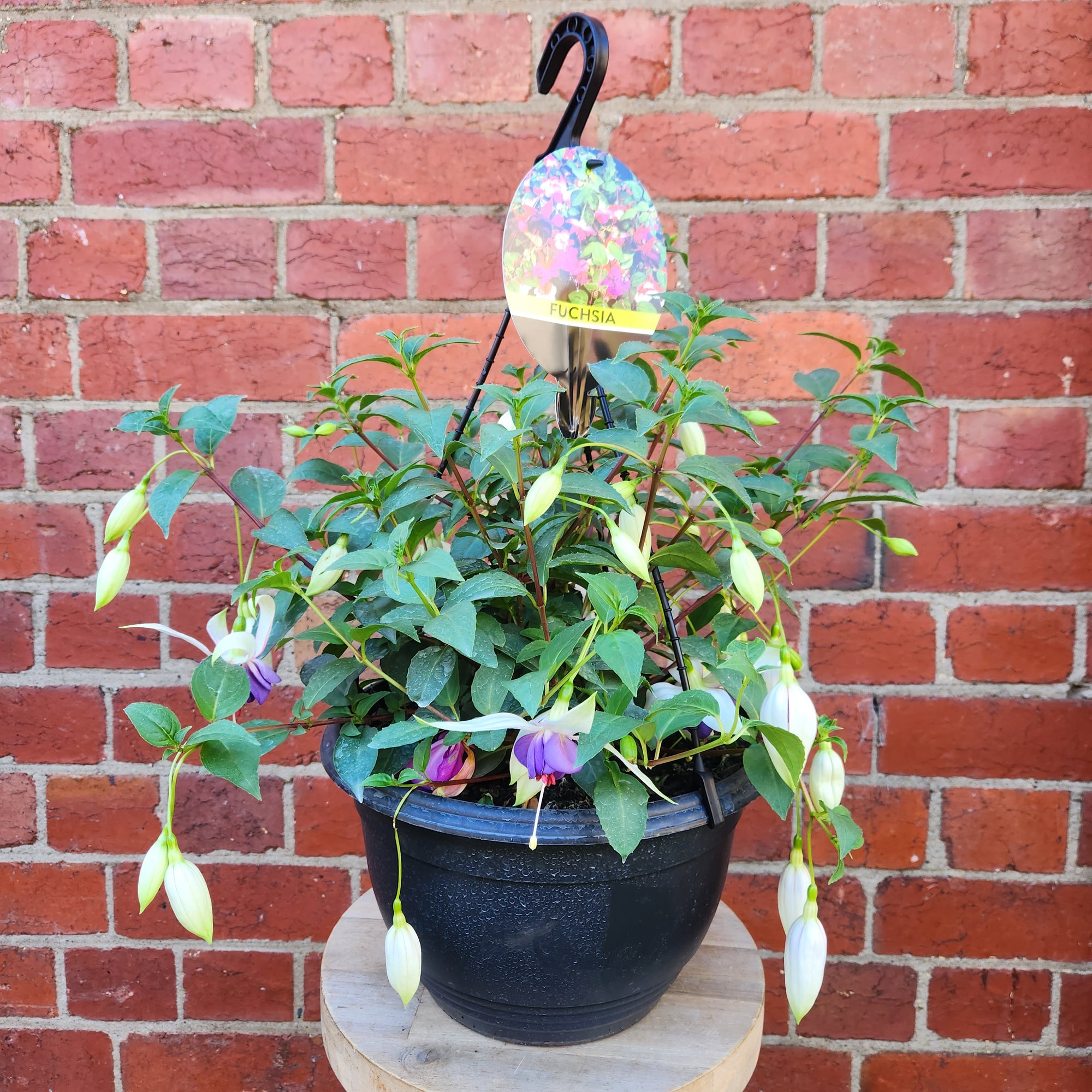 Fuchsia Basket - 25cm HB