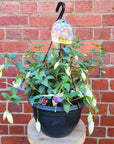 Fuchsia Basket - 25cm HB