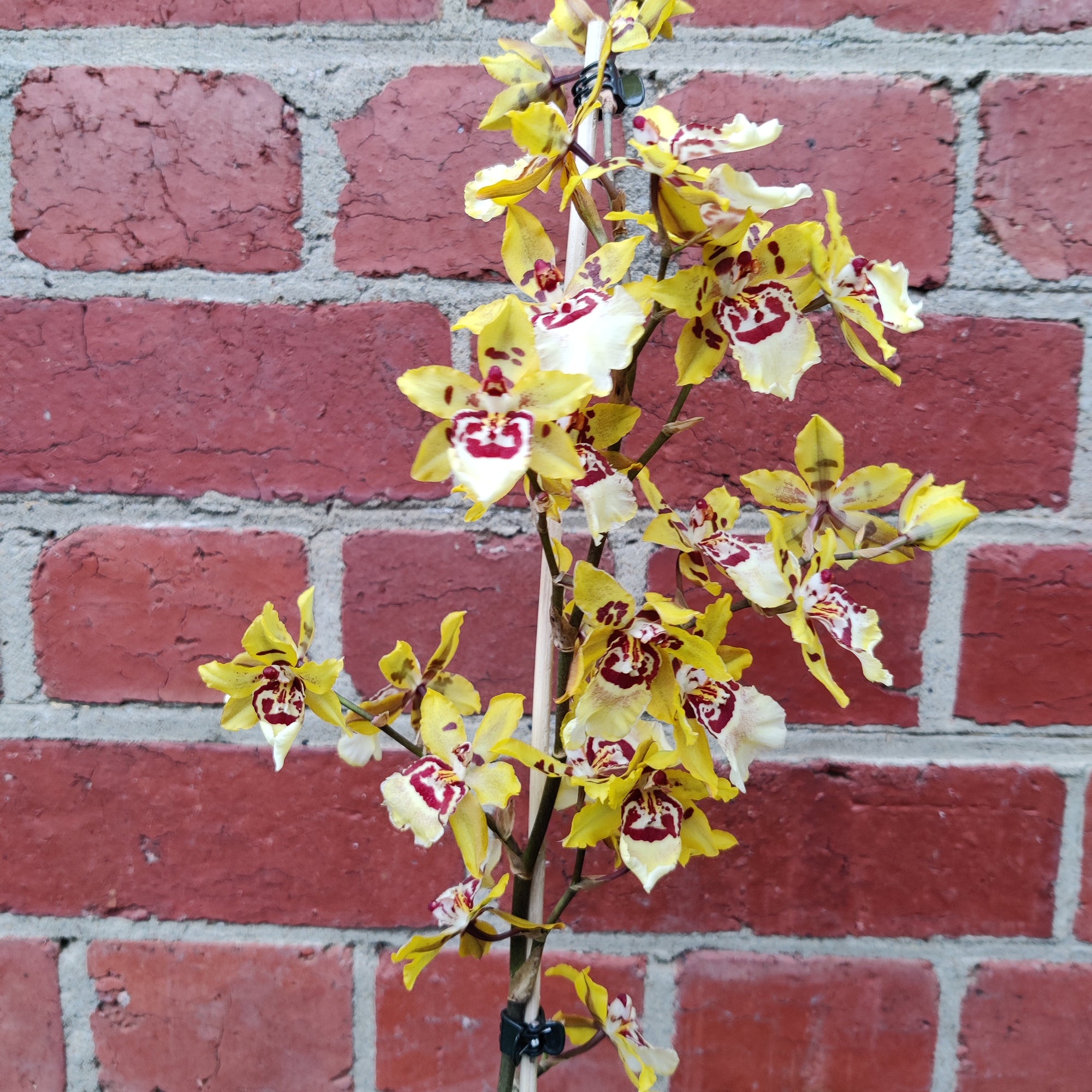 Oncidium Alliance Orchid - Cheetah &#39;Silver&#39; -  10cm pot