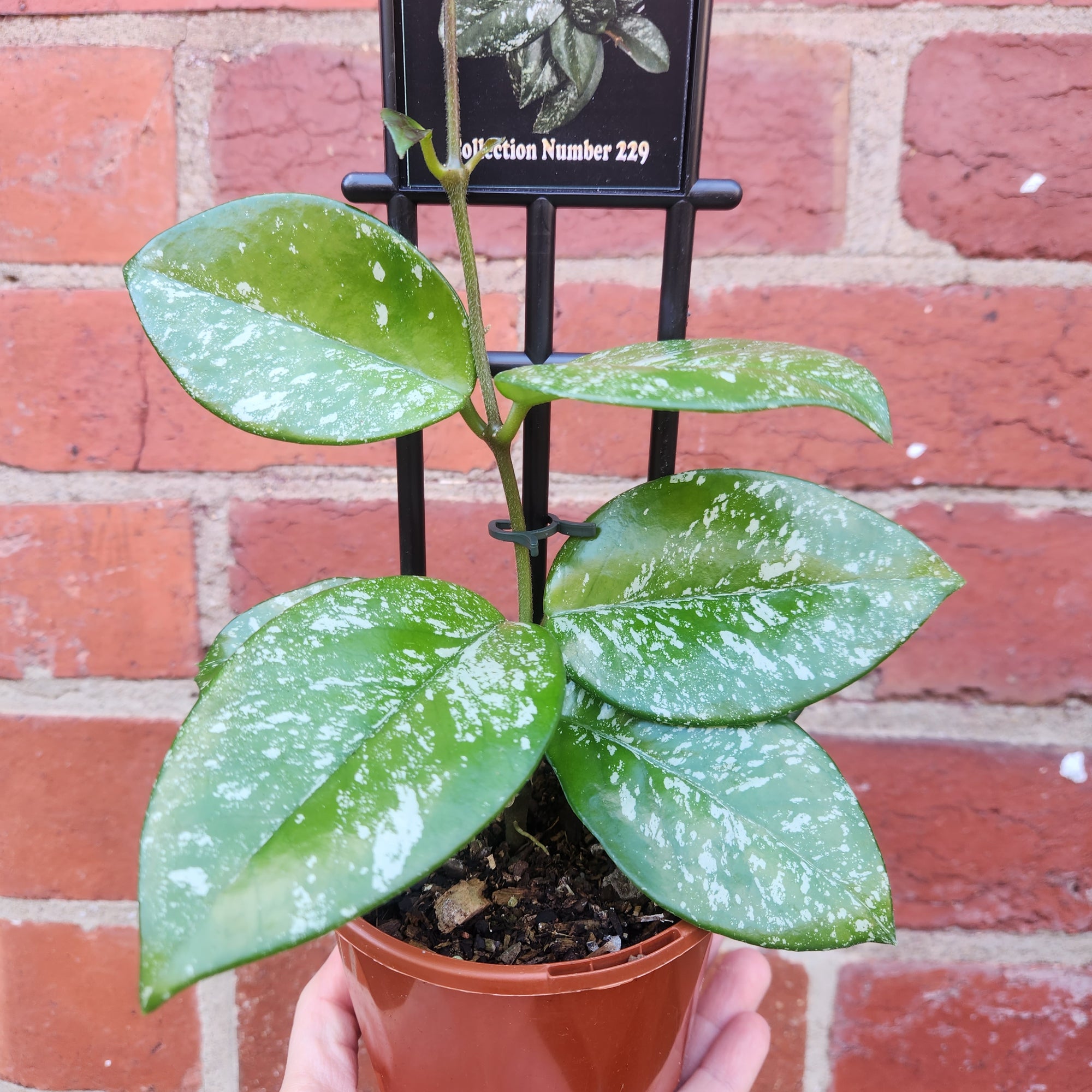 Hoya - Carnosa &#39;Freckles&#39; (no. 229) - 10cm pot