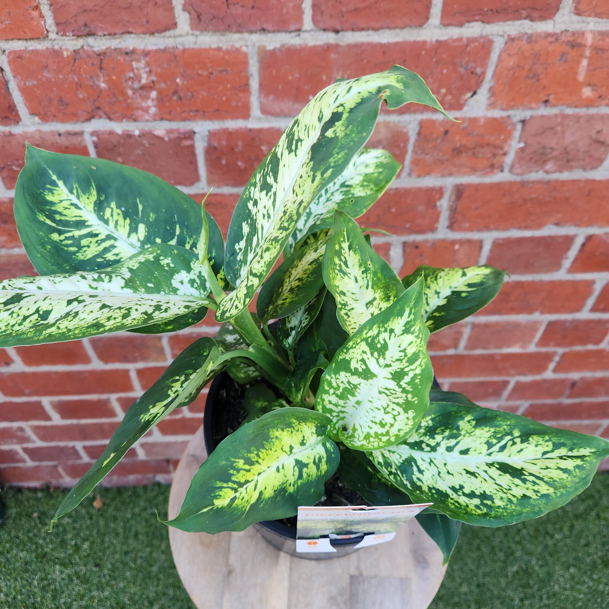 Dieffenbachia Amy - 20cm pot