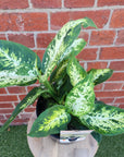 Dieffenbachia Amy - 20cm pot