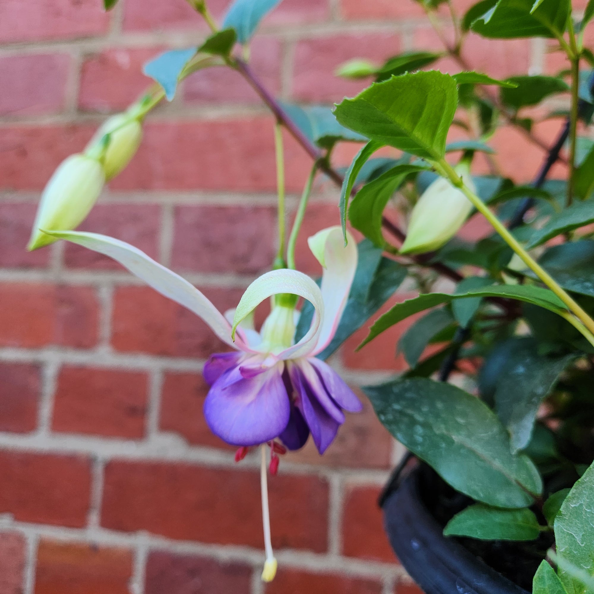 Fuchsia Basket - 25cm HB